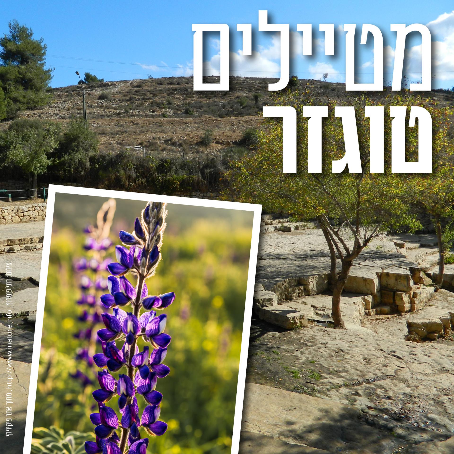 172771_metaylim_togezer_harey_yerushalim_1080  10802.jpg