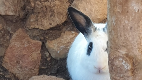 צילום מאור כהן.jpg