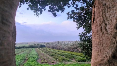 צילום של נוף פתוח בין שני עצים.jpg