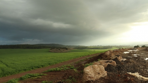 צילום שטח פתוח עם צמחים ירוקים.jpg