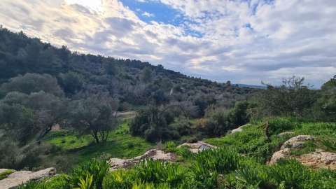צילום של יער.jpg