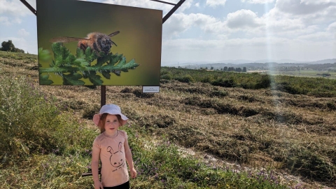 ילדה עומדת ומאחוירה תמונה של דבורה.jpg