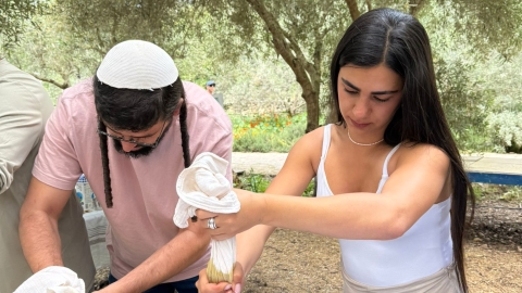 מכינים שמן זית.jpg